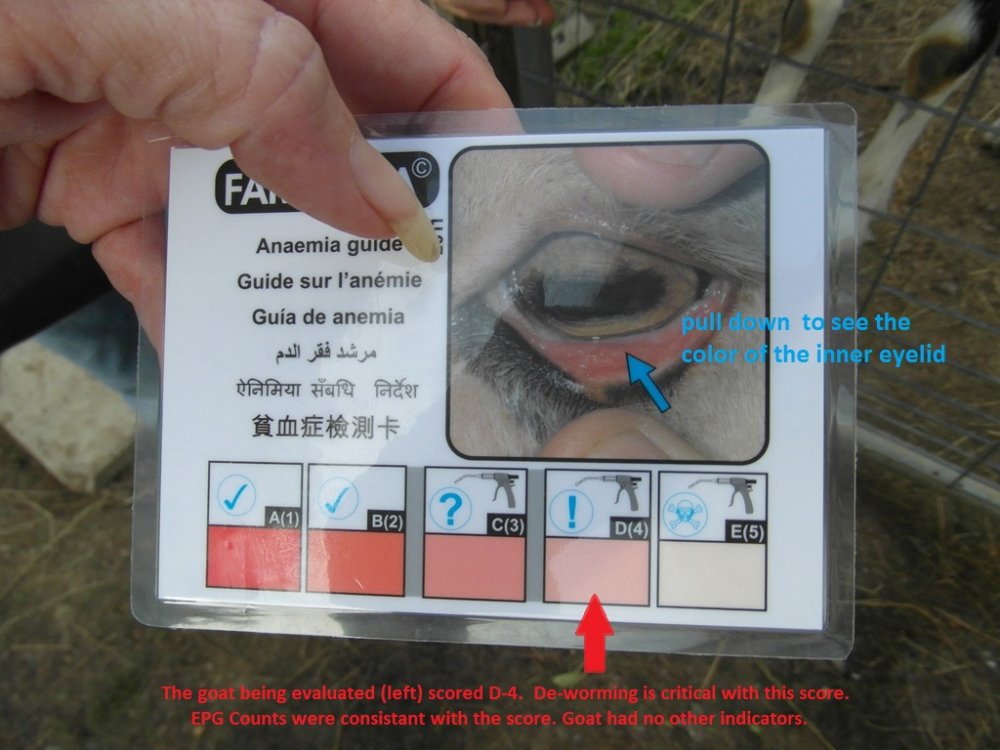 Understanding FAMACHA Fecal Analysis BackYardHerds