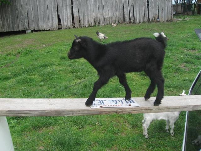 1137_goats6.jpg