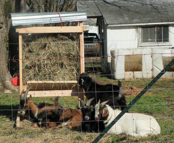 1156_boys_at_the_hay_feeder.jpg