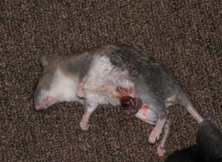 1156_deadrat_2.jpg