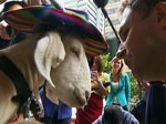 1156_goat_in_hat.jpg