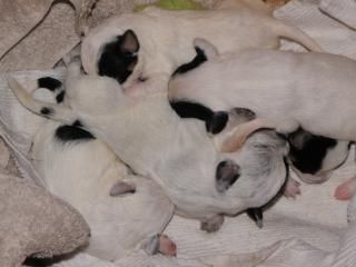 1156_puppy_pile_1.jpg