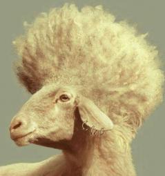 1156_sheep_fro.jpg