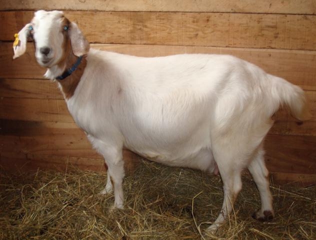 nubian show goats