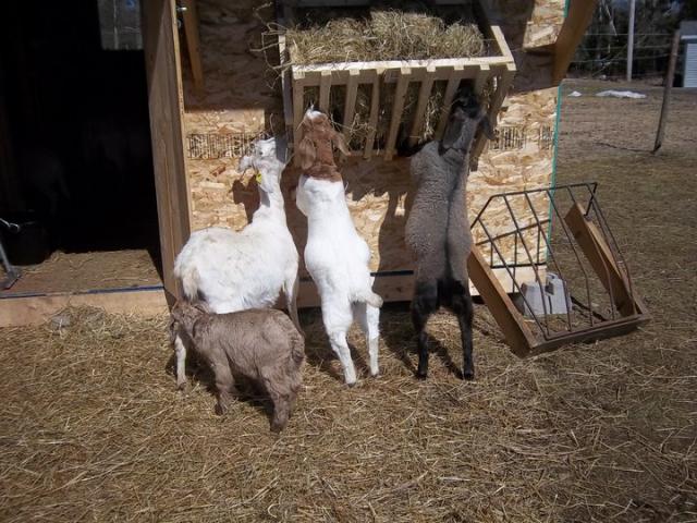 1174_goats6.jpg