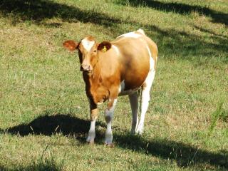 1417_farm_pics_tract_show_nicole_milking_017.jpg