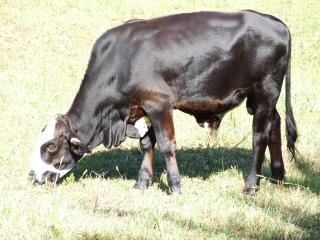 1417_farm_pics_tract_show_nicole_milking_034.jpg