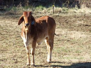 1417_farm_pics_tract_show_nicole_milking_080.jpg