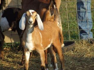 1417_goats_010.jpg