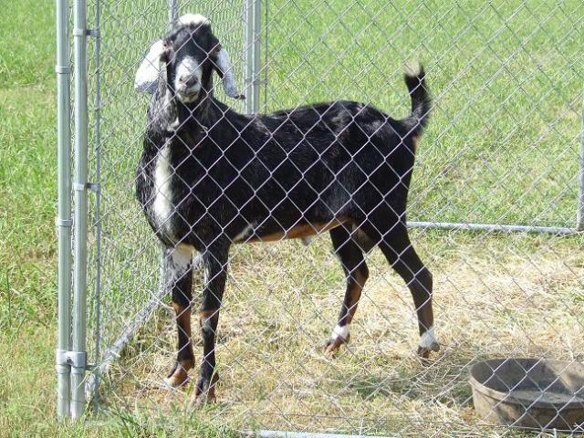 1417_goats_016.jpg