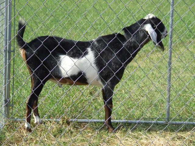 1417_goats_017.jpg