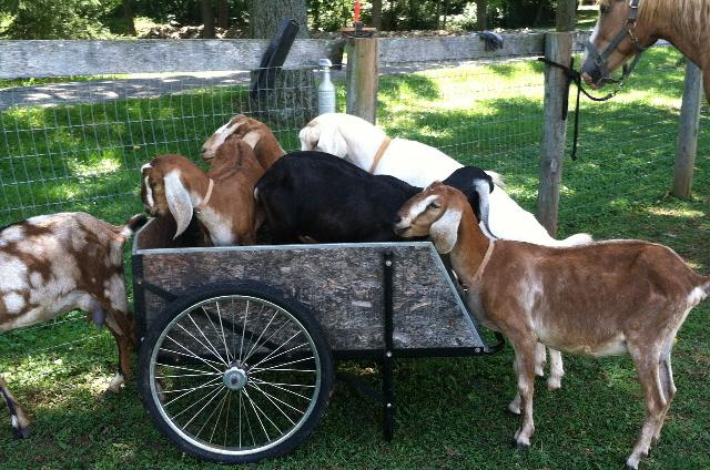 1520_w20130824_cart_full_of_goat_11.jpg