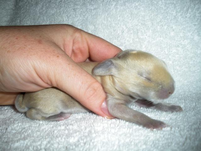 1526_bunnies_006.jpg