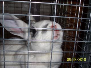 1535_rabbit_025.jpg