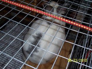 1535_rabbit_026.jpg