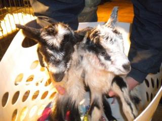 1685_babygirlgoats1.jpg