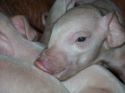 1685_piglets.jpg