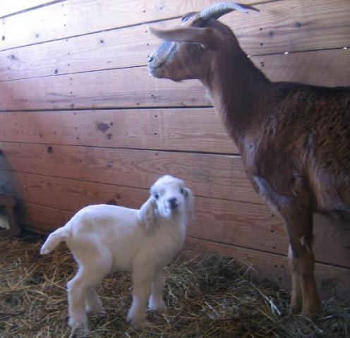 1751_antelope_and_baby.jpg