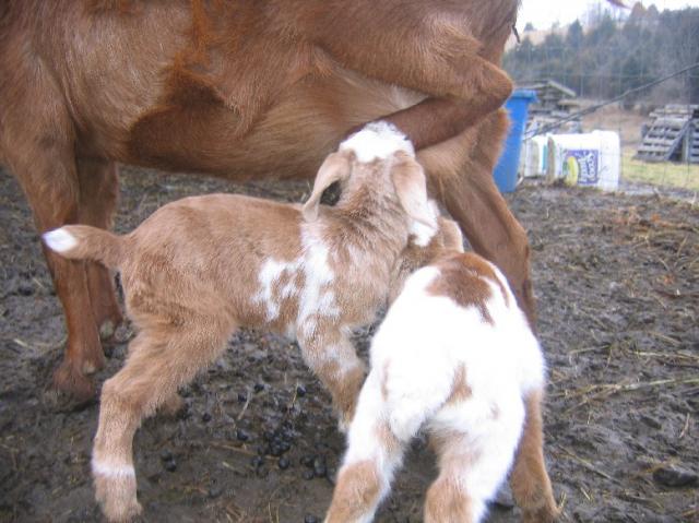 1751_babies_nursing.jpg