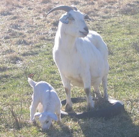 1751_baby_in_field.jpg