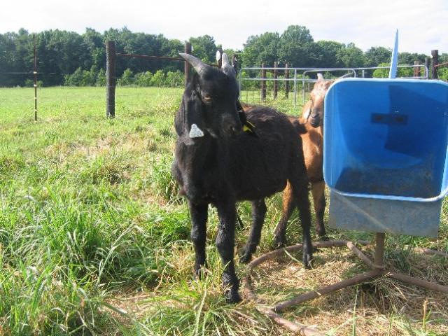 1751_black_goat.jpg