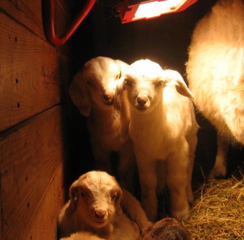 1751_ginger_babies_under_light.jpg