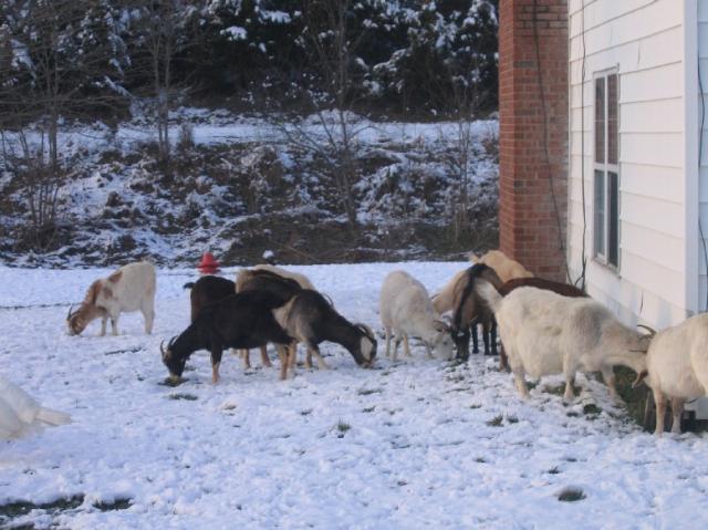 1751_goats_by_house.jpg