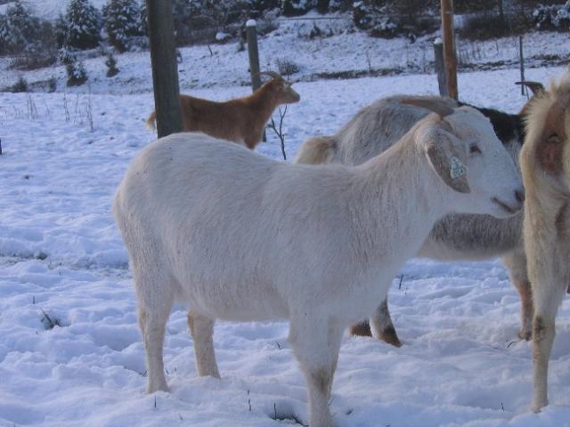 1751_rusty_in_snow.jpg