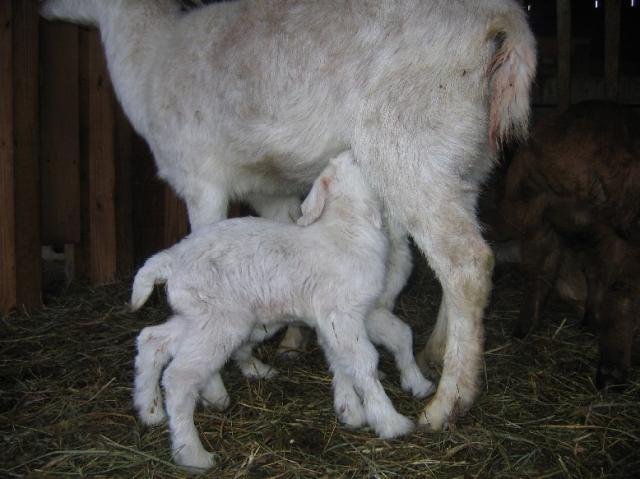 1751_white_babies_nursing.jpg