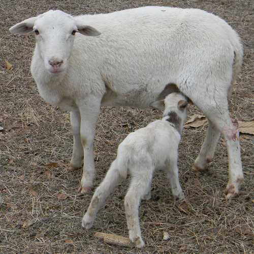 17_ewe_small.jpg