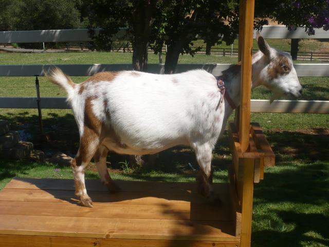 1870_herdgoats4sale_001.jpg