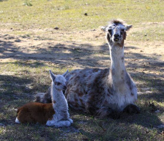 195_peaches_and_mom_hanging2.jpg