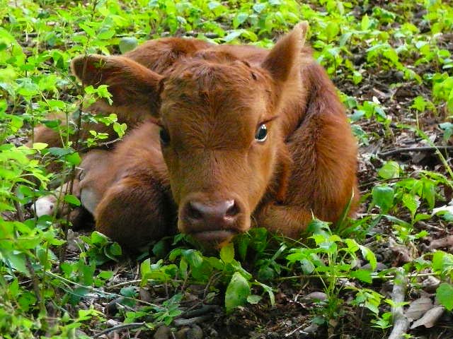 199_may_2009_calf_rusty4.jpg