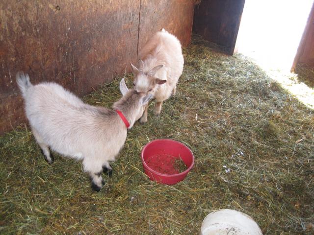 2030_goats_007.jpg