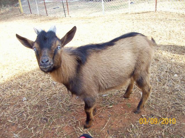 nigerian-dwarf-wether-georgia-sold-backyardherds-goats-horses