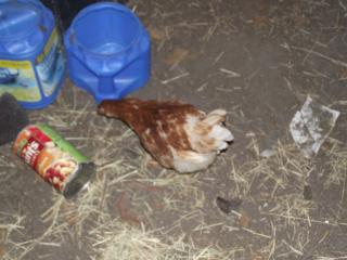 218_barn_chick.jpg