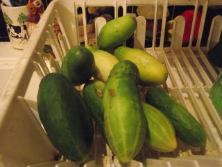 218_cucumbers_7-2-12.jpg