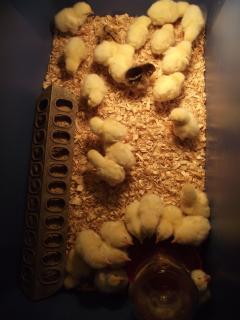 218_dinner_chicks.jpg