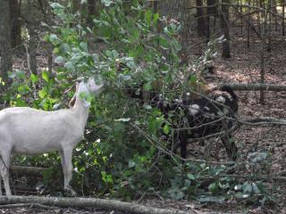 218_goats_eating_tree.jpg