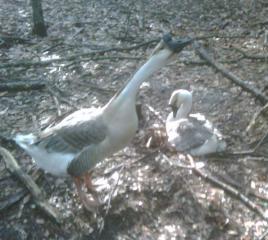 218_goose_on_nest.jpg