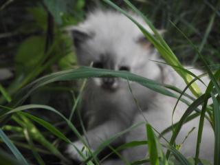 218_kitten_in_grass.jpg