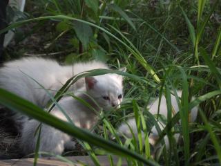 218_kittens_in_grass.jpg