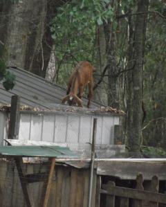 218_little_girl_on_barn.jpg