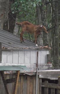 218_little_girl_on_barn_3.jpg