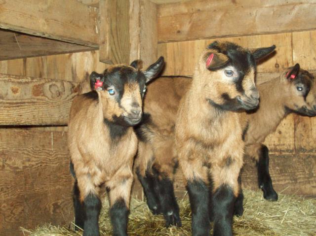 2213_baby_adult_goats_feb_012.jpg