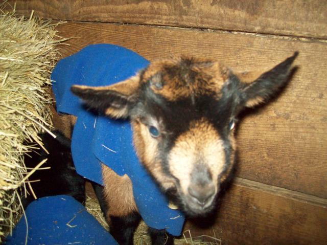 2213_baby_adult_goats_feb_021.jpg