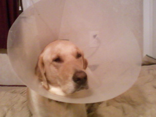 2241_coneofshame.jpg