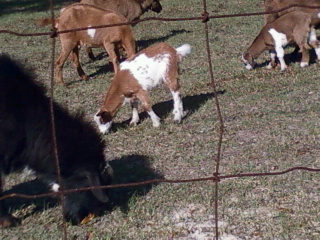 2241_goats2.jpg