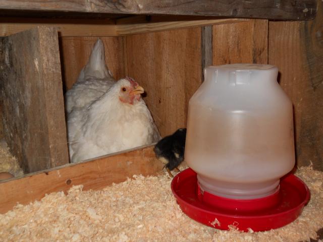 2250_chicks_002.jpg