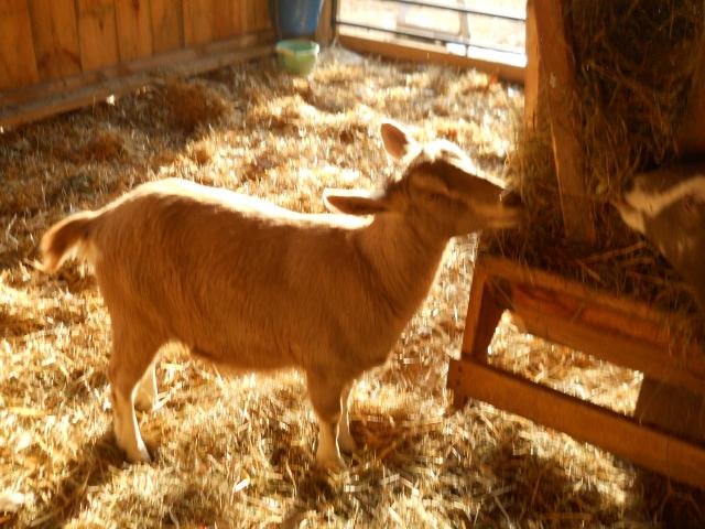 2250_more_goat_pics_005.jpg